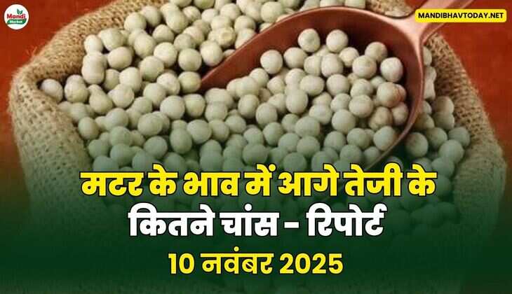 मटर के भाव में आगे तेजी के कितने चांस - रिपोर्ट
