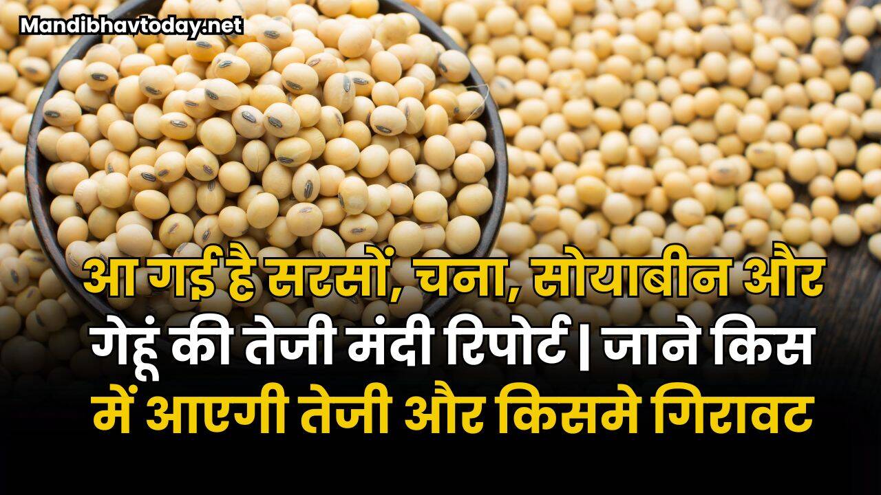 आ गई है सरसों, चना, सोयाबीन और गेहूं की तेजी मंदी रिपोर्ट | जाने किस में आएगी तेजी और किसमे गिरावट