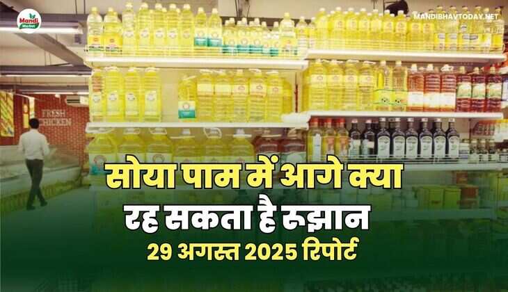 सोया पाम में आगे क्या रह सकता है रूझान - 29 अगस्त 25 की सोया और पाम तेल रिपोर्ट