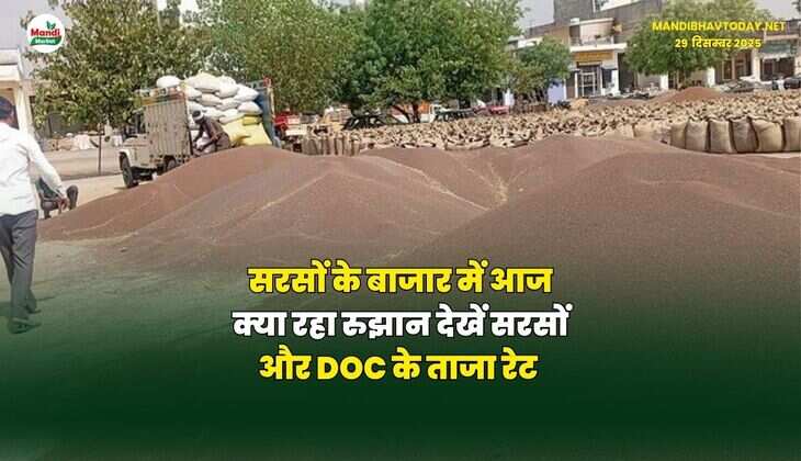 सरसों के बाजार में आज क्या रहा रुझान | देखें सरसों और DOC के ताजा रेट
