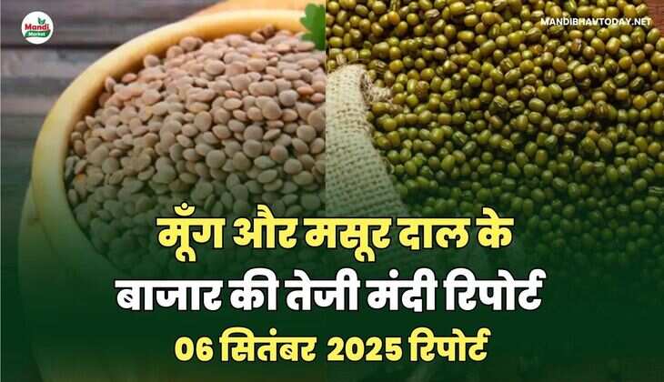 मूँग और मसूर दाल की तेजी मंदी रिपोर्ट -06 सितंबर 2025