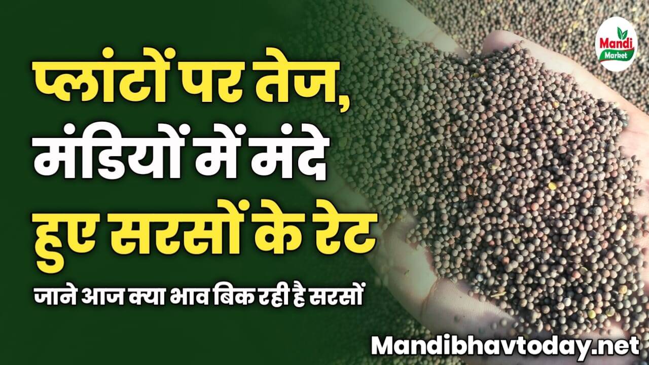 प्लांटों पर तेज, मंडियों में मंदे हुए सरसों के रेट | जाने आज क्या भाव बिक रही है सरसों