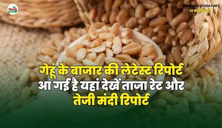 गेहूं के बाजार की लेटेस्ट रिपोर्ट आ गई है | यहां देखें ताजा रेट और तेजी मंदी रिपोर्ट