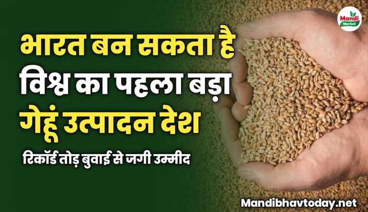 भारत बन सकता है विश्व का पहला बड़ा गेहूं उत्पादन देश | रिकॉर्ड तोड़ बुवाई से जगी उम्मीद