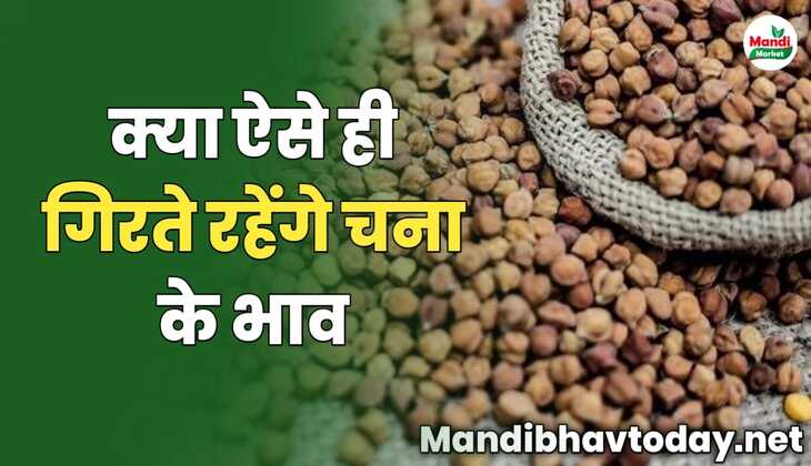 क्या ऐसे ही गिरते रहेंगे चना के भाव | देखे आज की चना की तेजी मंदी रिपोर्ट 