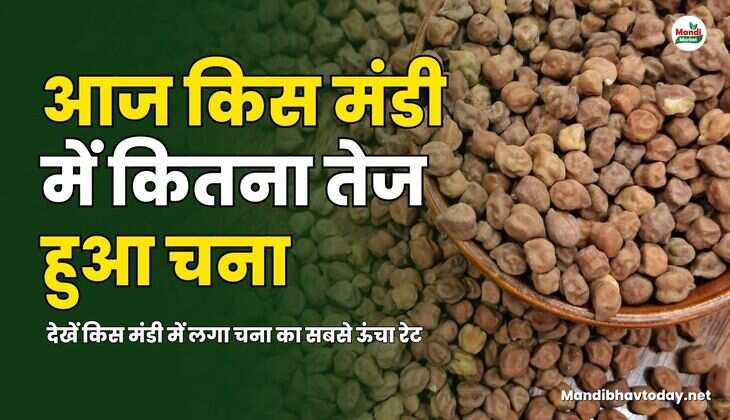 चना का सबसे ऊंचा रेट 