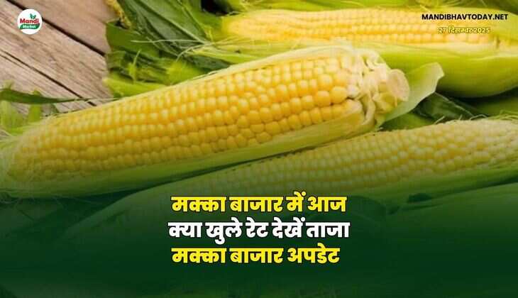 मक्का बाजार में आज क्या खुले रेट | देखें ताजा मक्का बाजार अपडेट