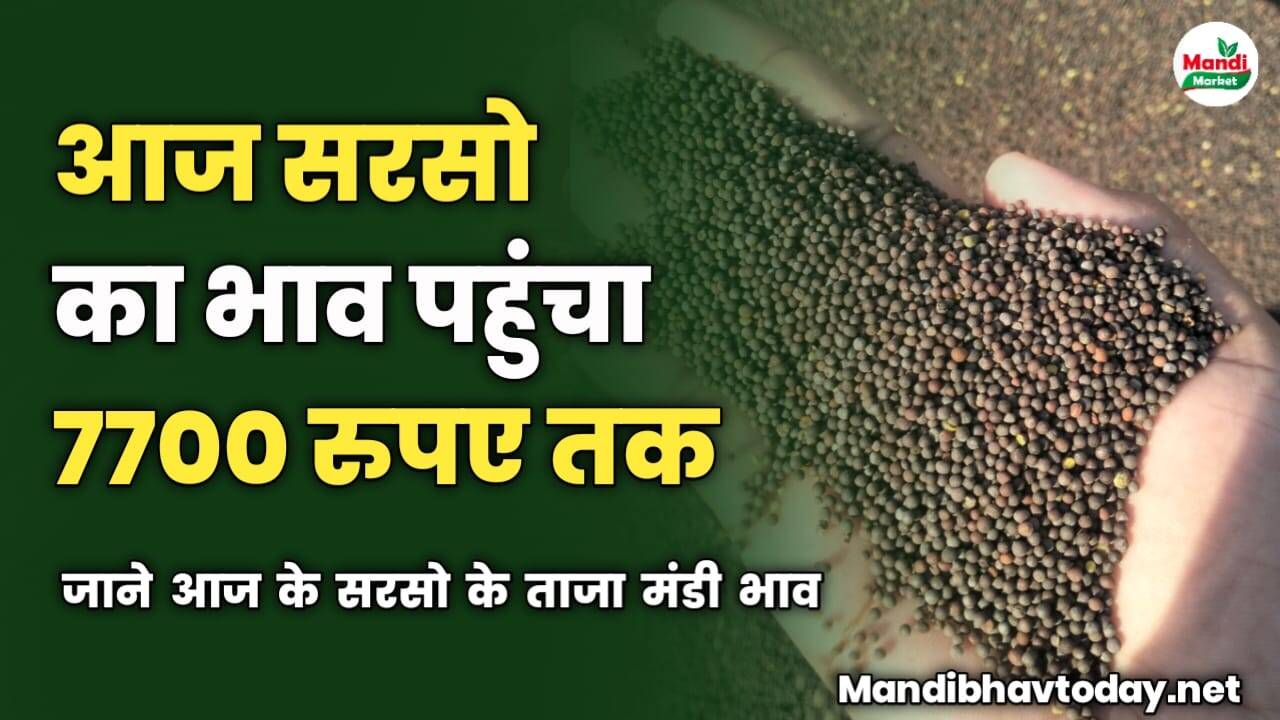 आज सरसो का भाव पहुंचा 7700 रुपए तक | जाने आज के सरसो के ताजा मंडी भाव
