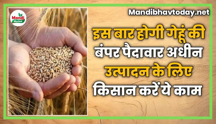 इस बार होगी गेहूं की बंपर पैदावार, अधीन उत्पादन के लिए किसान करें ये काम