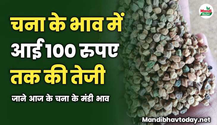 चना के भाव में आई 100 रुपए तक की तेजी | जाने आज के चना के मंडी भाव 