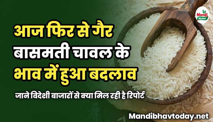 गैर बासमती चावल के भाव में फिर से हुआ बदलाव | जाने विदेशी बाजारों से क्या मिल रही है रिपोर्ट