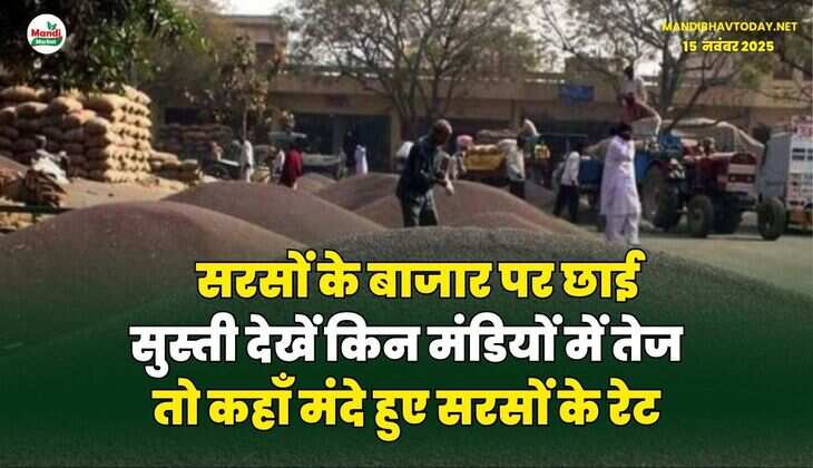 सरसों के बाजार पर छाई सुस्ती | देखें किन मंडियों में तेज तो कहाँ मंदे हुए सरसों के रेट