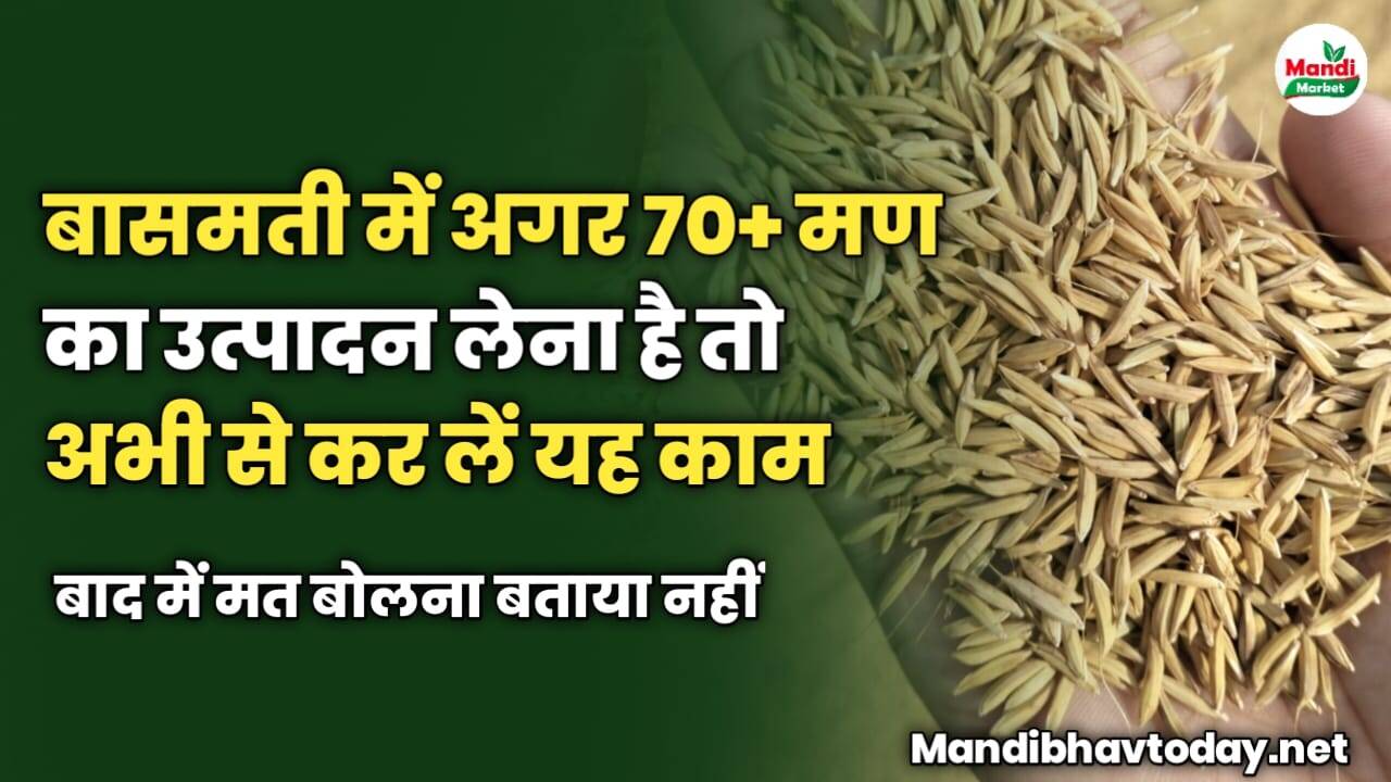 बासमती में अगर 70+ मण का उत्पादन लेना है तो अभी से कर लें यह काम | बाद में मत बोलना बताया नहीं