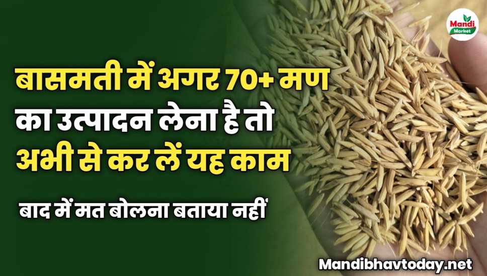 बासमती में अगर 70+ मण का उत्पादन लेना है तो अभी से कर लें यह काम | बाद में मत बोलना बताया नहीं 