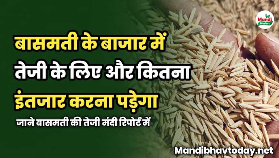 बासमती के बाजार में तेजी के लिए और कितना इंतजार करना पड़ेगा | जाने बासमती की तेजी मंदी रिपोर्ट में