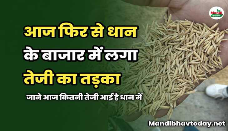 आज फिर से धान के बाजार में लगा तेजी का तड़का | जाने आज कितनी तेजी आई है धान में | धान का रेट 22 मार्च 2025