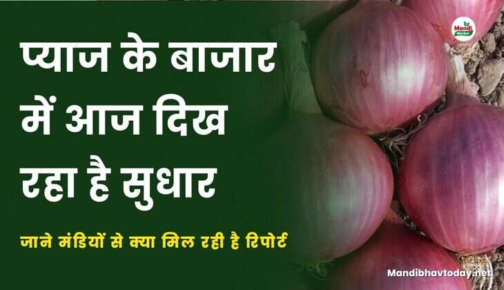 प्याज के बाजार में आज दिख रहा है सुधार | जाने मंडियों से क्या मिल रही है रिपोर्ट