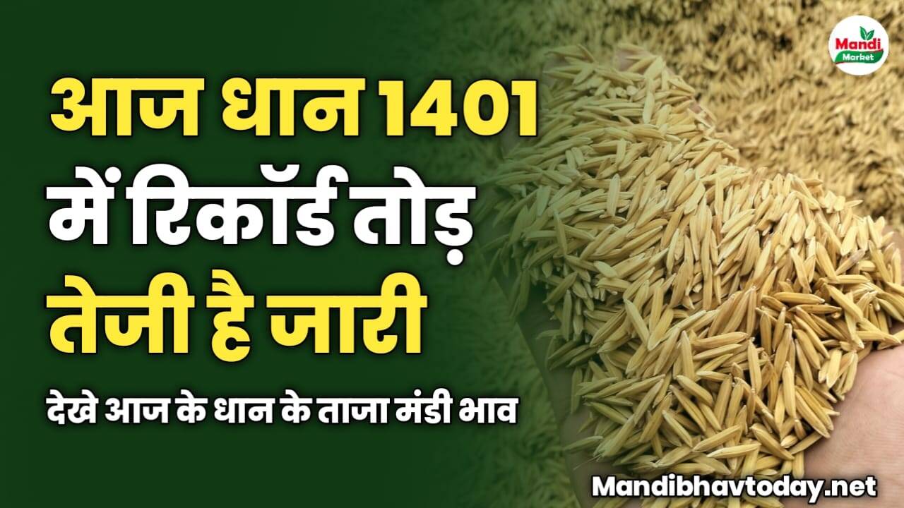आज धान 1401 में रिकॉर्ड तोड़ तेजी है जारी | देखे आज के धान के ताजा मंडी भाव