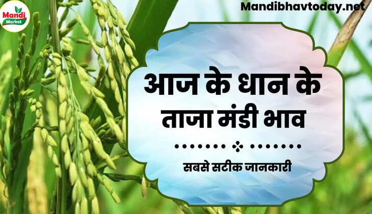 बासमती धान के ताजा भाव | Basmati Paddy Rate Today 27 January 2023
