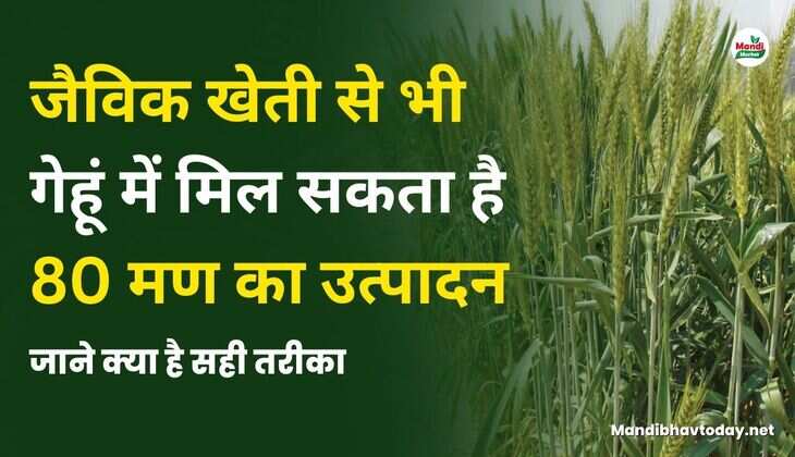 जैविक खेती से भी गेहूं में मिल सकता है 80 मण का उत्पादन | जाने क्या है सही तरीका