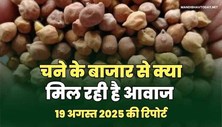 चने के बाजार से क्या मिल रही है आवाज  