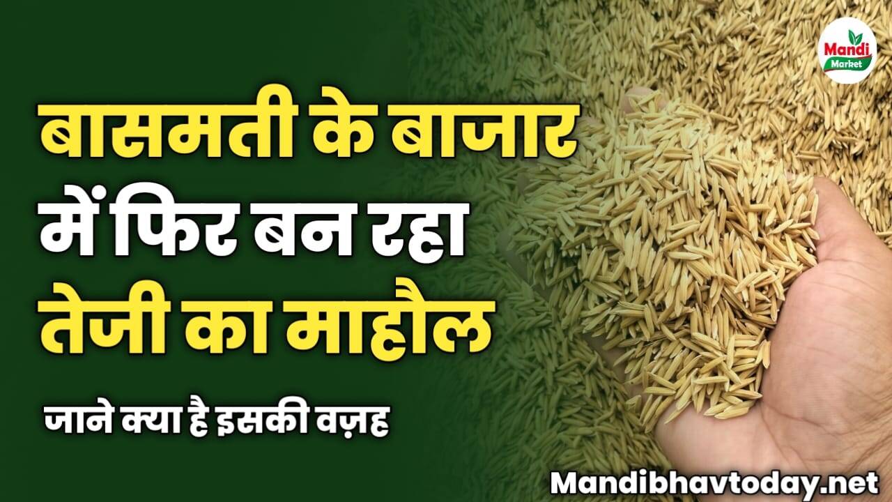 बासमती के बाजार में फिर बन रहा तेजी का माहौल | जाने क्या है इसकी वज़ह