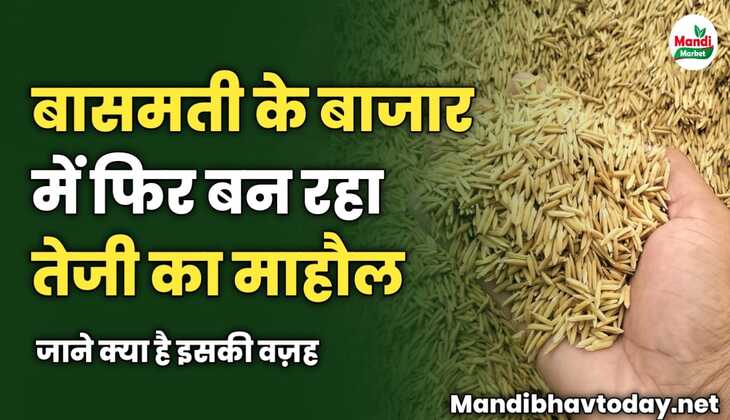 बासमती के बाजार में फिर बन रहा तेजी का माहौल | जाने क्या है इसकी वज़ह 