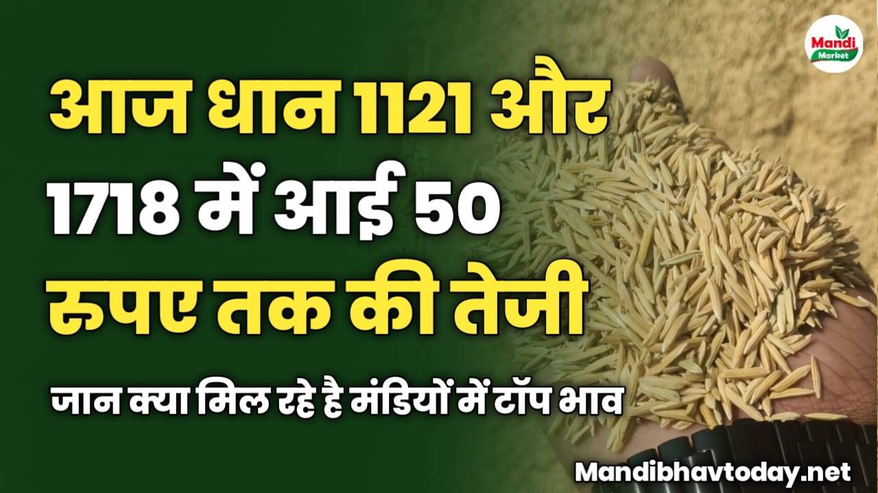 आज धान 1121 और 1718 में आई 50 रुपए तक की तेजी | जान क्या मिल रहे है भाव