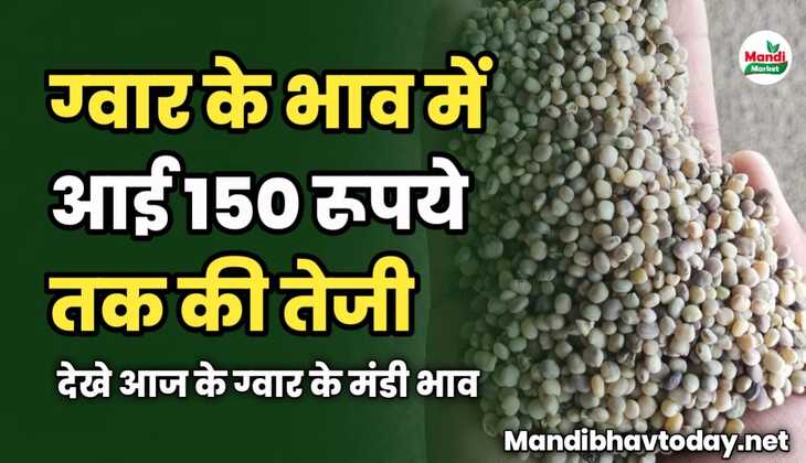ग्वार के भाव में आई 150 रूपये तक की तेजी | देखे आज के ग्वार के मंडी भाव 