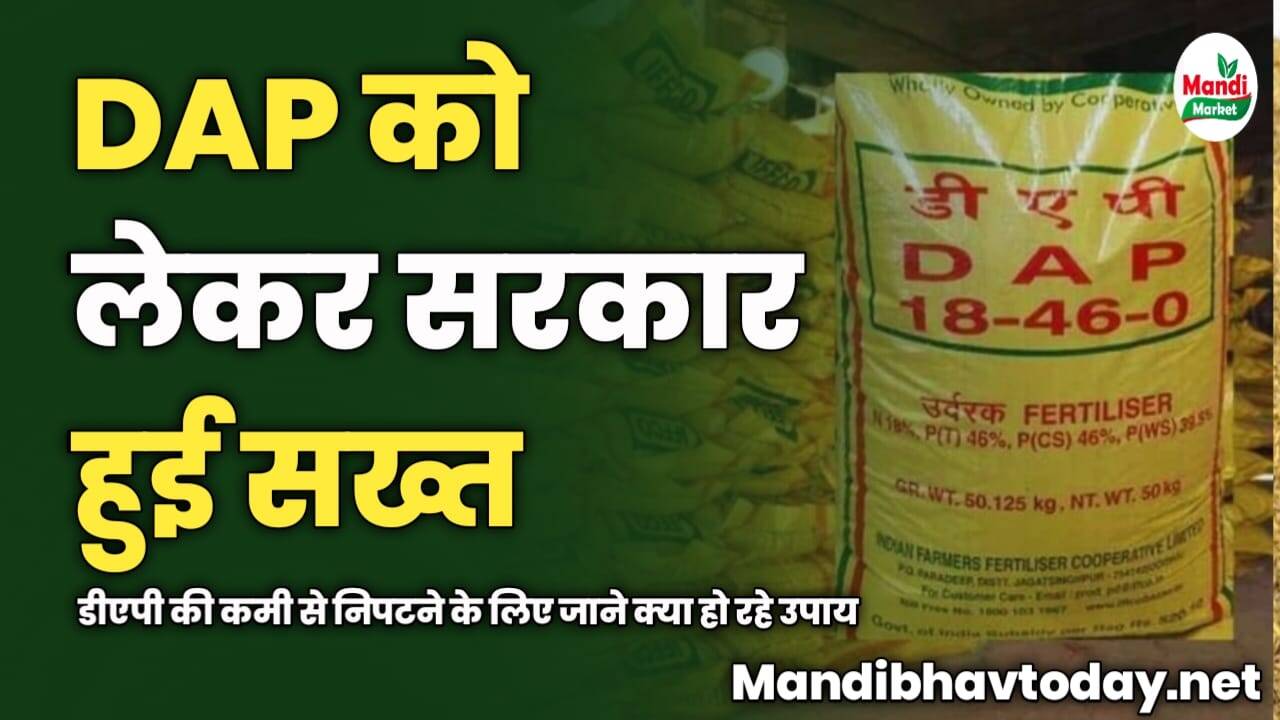 DAP को लेकर सरकार हुई सख्त | डीएपी की कमी से निपटने के लिए जाने क्या हो रहे उपाय