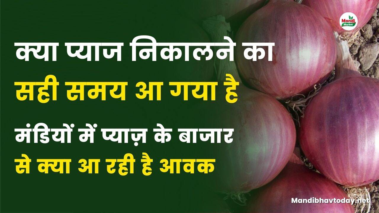 क्या प्याज निकालने का सही समय आ गया है | मंडियों में प्याज़ के बाजार से क्या आ रही है आवक