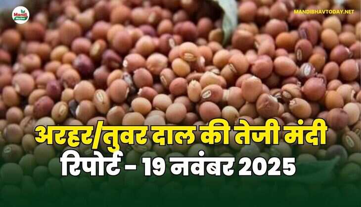 अरहर /तुवर  दाल की तेजी मंदी रिपोर्ट  - 19 नवंबर 2025