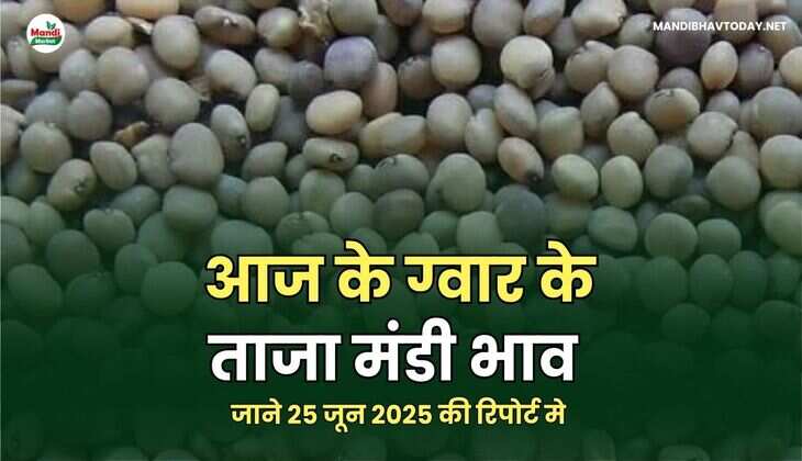आज के ग्वार के ताजा मंडी भाव  | जाने 25 जून 2025 की रिपोर्ट मे 