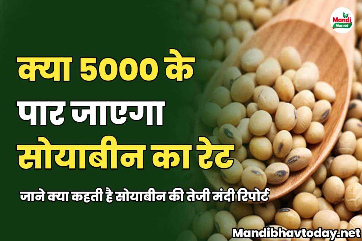 क्या 5000 के पार जाएगा सोयाबीन का रेट | जाने क्या कहती है सोयाबीन की तेजी मंदी रिपोर्ट