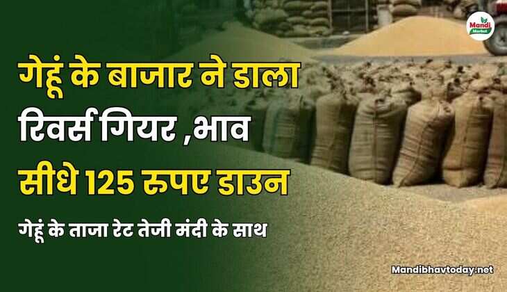गेहूं के ताजा रेट तेजी मंदी के साथ