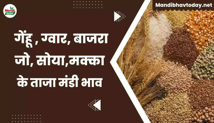 देखें आज के गेहूं, सरसों, नरमा, ग्वार, चना, जौ, अरंडी, धान आदि फसलों के तजा मंडी भाव | Anaj Mandi Rate today 29 May 2024