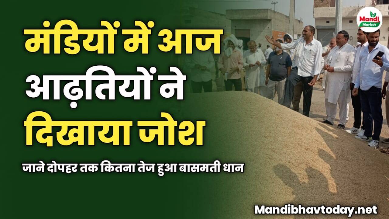 मंडियों में आज आढ़तियों ने दिखाया जोश | जाने दोपहर तक कितना तेज हुआ बासमती धान