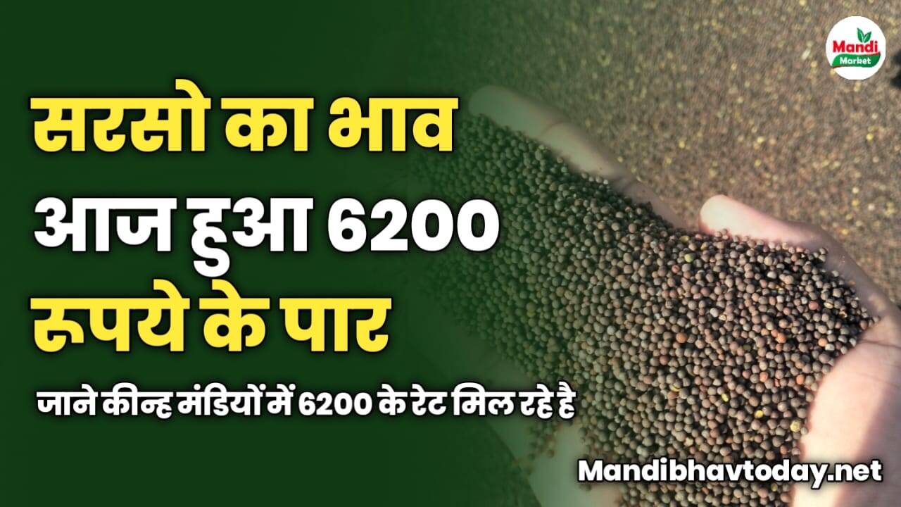 सरसो का भाव आज हुआ 6200 रूपये के पार | जाने कीन्ह मंडियों में 6200 के रेट मिल रहे है 
