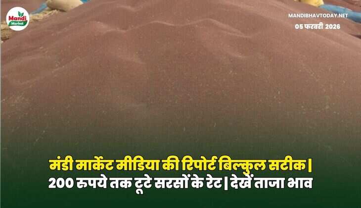मंडी मार्केट मीडिया की रिपोर्ट बिल्कुल सटीक | 200 रुपये तक टूटे सरसों के रेट | देखें ताजा भाव