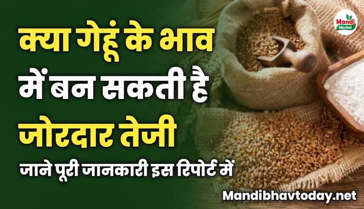 क्या गेहूं के भाव में बन सकती है जोरदार तेजी | जाने पूरी जानकारी इस रिपोर्ट में 