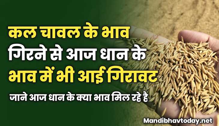कल चावल के भाव गिरने से आज धान के भाव में भी आई गिरावट | जाने आज धान के क्या भाव मिल रहे है 