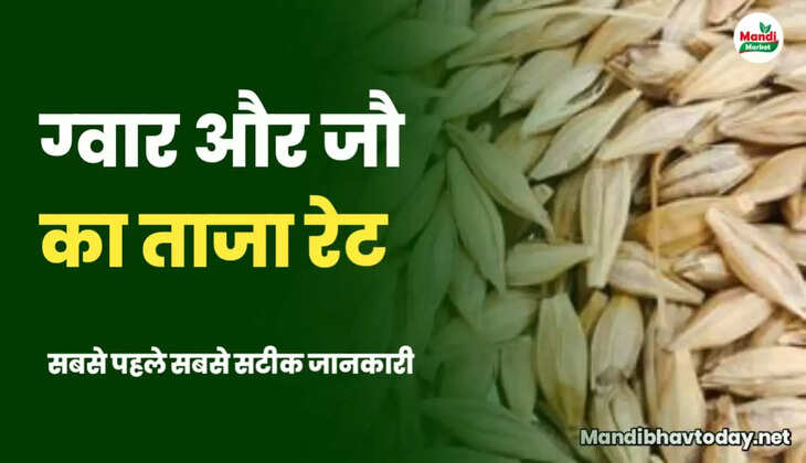 guar seed and barley rate