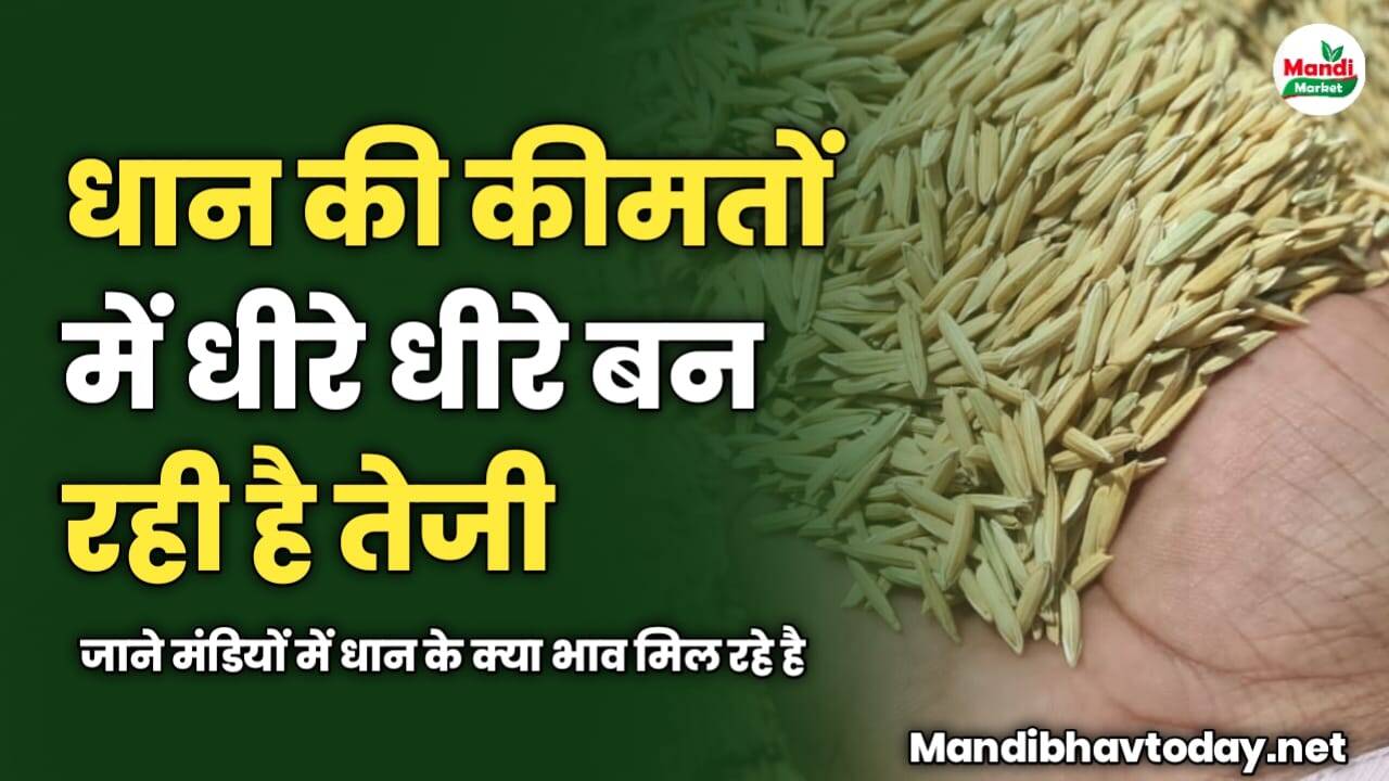धान की कीमतों में धीरे धीरे बन रही है तेजी | जाने मंडियों में धान के क्या भाव मिल रहे है