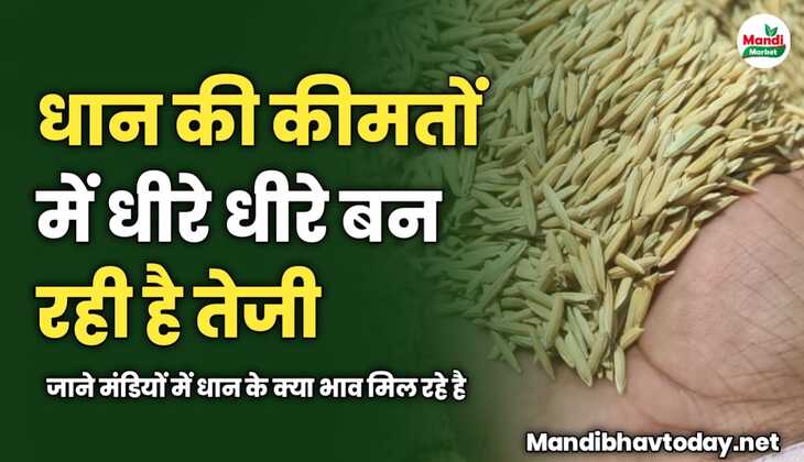 धान की कीमतों में धीरे धीरे बन रही है तेजी | जाने मंडियों में धान के क्या भाव मिल रहे है 