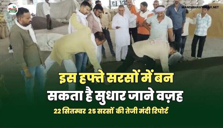 इस हफ्ते सरसों में बन सकता है सुधार जाने वज़ह 