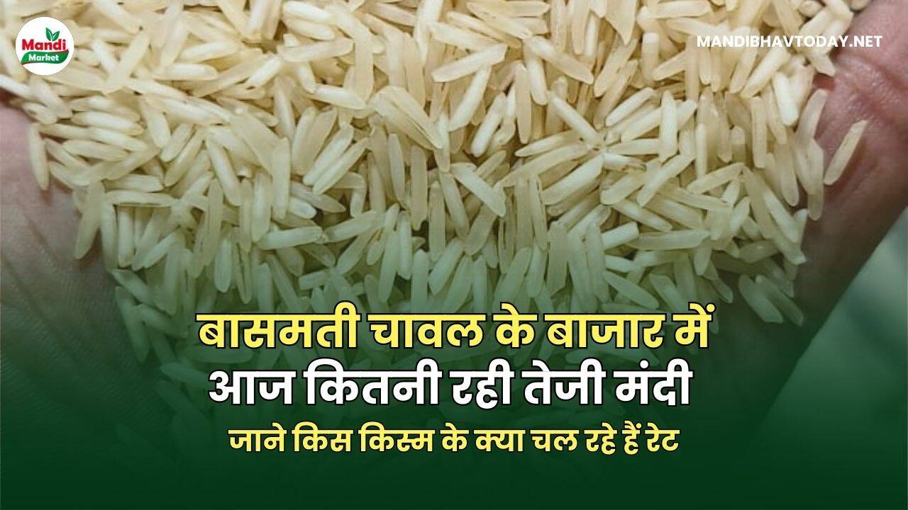 बासमती चावल के बाजार में आज कितनी रही तेजी मंदी | जाने किस किस्म के क्या चल रहे हैं रेट