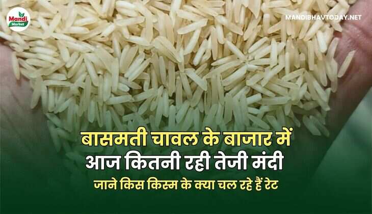 बासमती चावल के बाजार में आज कितनी रही तेजी मंदी | जाने किस किस्म के क्या चल रहे हैं रेट 