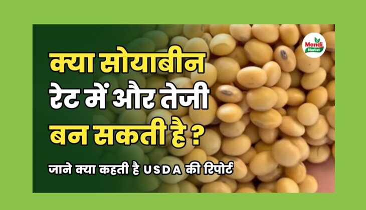क्या सोयाबीन के भाव में और तेजी बन सकती है | जानिए क्या कहती है USDA की रिपोर्ट