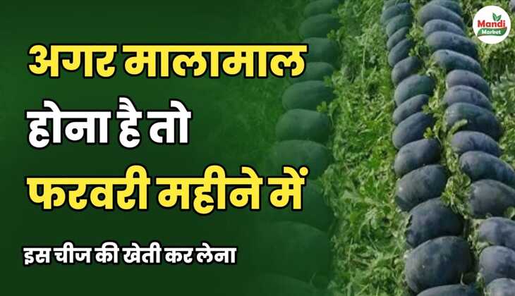 अगर मालामाल होना है तो फरवरी महीने में इस चीज़ की खेती कर लेना