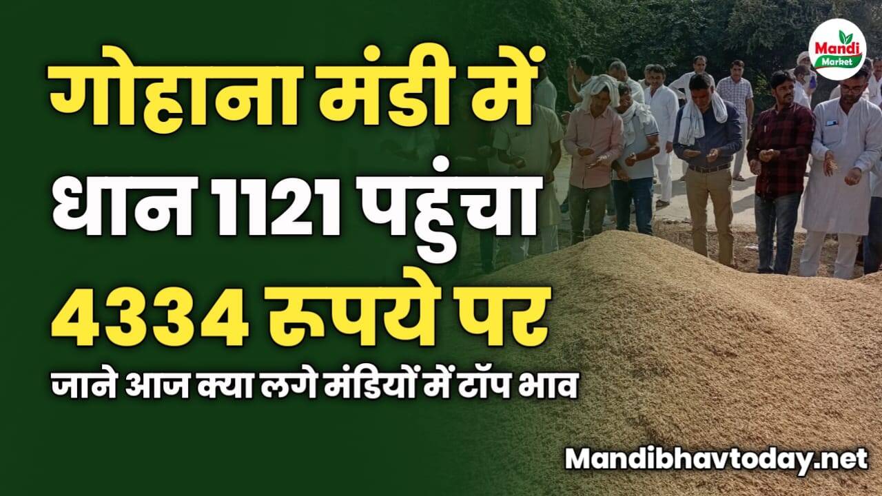 गोहाना मंडी में धान 1121 पहुंचा 4334 रूपये पर | जाने आज क्या लगे मंडियों में टॉप भाव